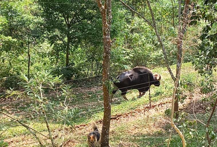 Fence Image - Agrifenz&reg;